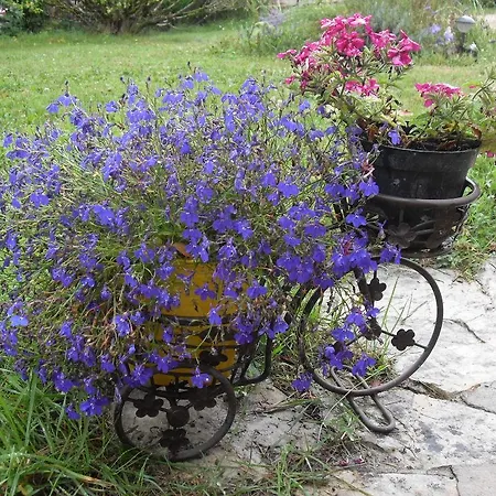 Bed and breakfast Chez Janou